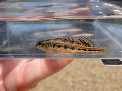 Etheostoma barrenense