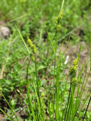 Carex cryptolepis