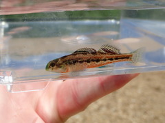 Etheostoma barrenense