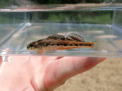 Etheostoma barrenense