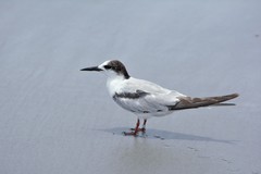 Sterna hirundo