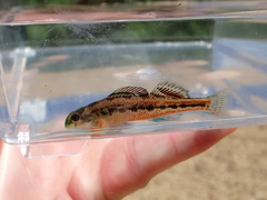 Etheostoma barrenense