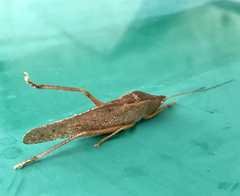 Pyrgocorypha uncinata