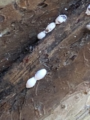 Eriococcus lagerstroemiae