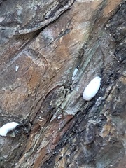 Eriococcus lagerstroemiae