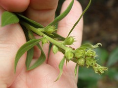 Unknown s-altissima-hairy-ovoid-gall gall