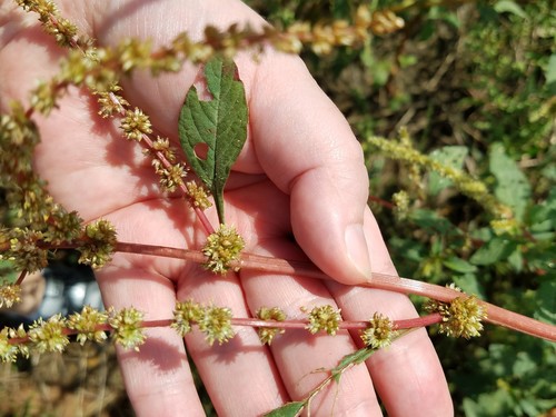 Spiny amaranth (Amaranthus spinosus)