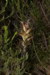 Lachenalia orchioides