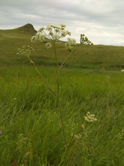 Ostericum tenuifolium