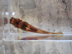 Noturus elegans