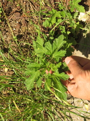 Fuertesimalva limensis