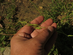 Bromus pitensis
