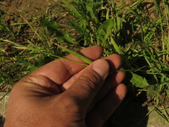 Bromus pitensis