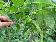 Fraxinus nigra image