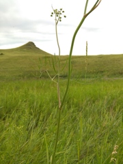 Ostericum tenuifolium