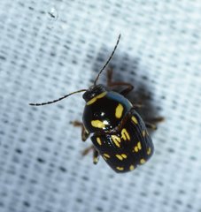 Cryptocephalus nigrocinctus