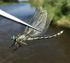 Gomphus schneiderii