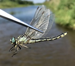 Gomphus schneiderii