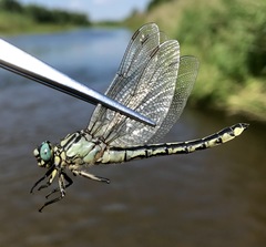 Gomphus schneiderii