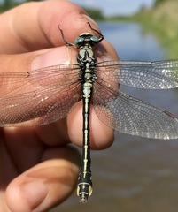 Gomphus schneiderii