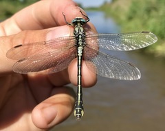 Gomphus schneiderii