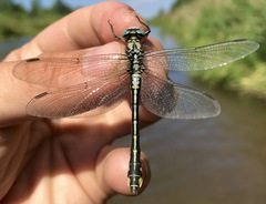 Gomphus schneiderii