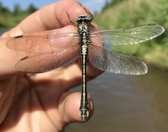 Gomphus schneiderii