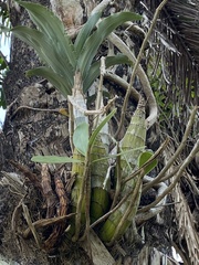 Catasetinae