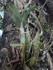 Catasetinae