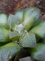 Anacampseros retusa