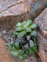 Anacampseros retusa