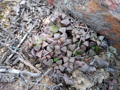 Anacampseros retusa