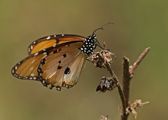 Danaus chrysippus dorippus