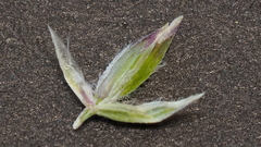 Poa pratensis pratensis
