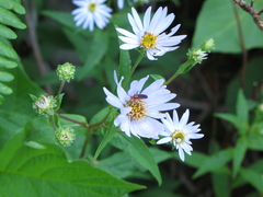 Prepops circumcinctus