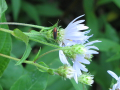 Prepops circumcinctus