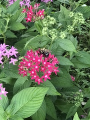 Xylocopa virginica krombeini