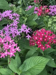 Xylocopa virginica krombeini