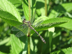 Ophiogomphus carolus