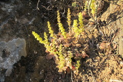 Crassula montana