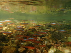 Lythrurus fasciolaris