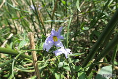 Solanum amygdalifolium