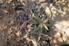 Crassula capitella thyrsiflora