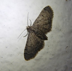 Eupithecia ultimaria