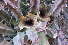 Huernia barbata