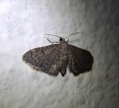 Eupithecia ultimaria