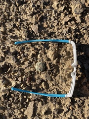 Sclerocactus mesae-verdae