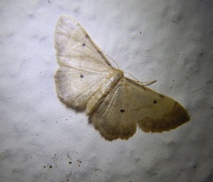 Idaea politaria