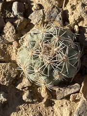 Sclerocactus mesae-verdae