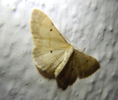 Idaea politaria